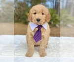Small Photo #12 Goldendoodle Puppy For Sale in FROSTPROOF, FL, USA