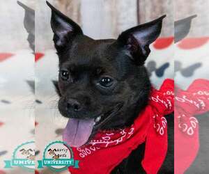 Chug Dogs for adoption in Kennesaw, GA, USA