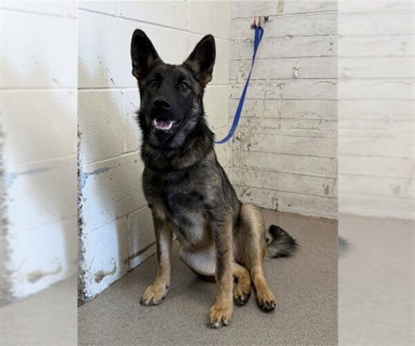 Medium Photo #1 German Shepherd Dog Puppy For Sale in San Bernardino, CA, USA