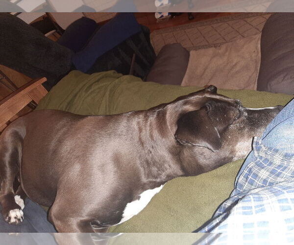 Medium Photo #4 Labrador Retriever-Unknown Mix Puppy For Sale in Westminster, MD, USA