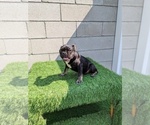 Small Photo #7 French Bulldog Puppy For Sale in NORTH HILLS, CA, USA