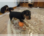 Small #3 Airedale Terrier