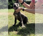Small #1 Cane Corso