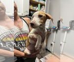 Small #11 Catahoula Leopard Dog Mix