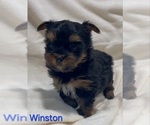 Small #1 Yorkshire Terrier