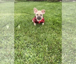 French Bulldog Puppy for sale in CHICAGO, IL, USA