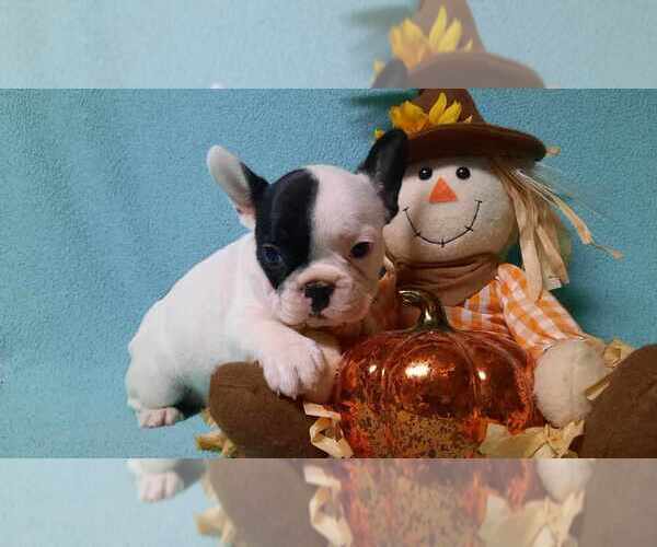 Medium Photo #1 French Bulldog Puppy For Sale in SALEM, WV, USA