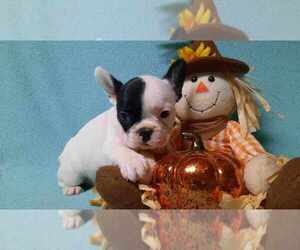 French Bulldog Puppy for sale in SALEM, WV, USA