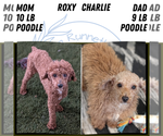 Small #5 Poodle (Miniature)