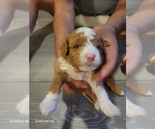 Medium Photo #11 Goldendoodle mix (+ Poodle Standard) Puppy For Sale in MILFORD, UT, USA