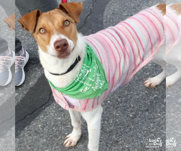 Medium Photo #3 Retriever -Unknown Mix Puppy For Sale in Washington, DC, USA