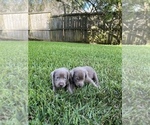 Small Photo #19 Labrador Retriever Puppy For Sale in WARNER ROBINS, GA, USA
