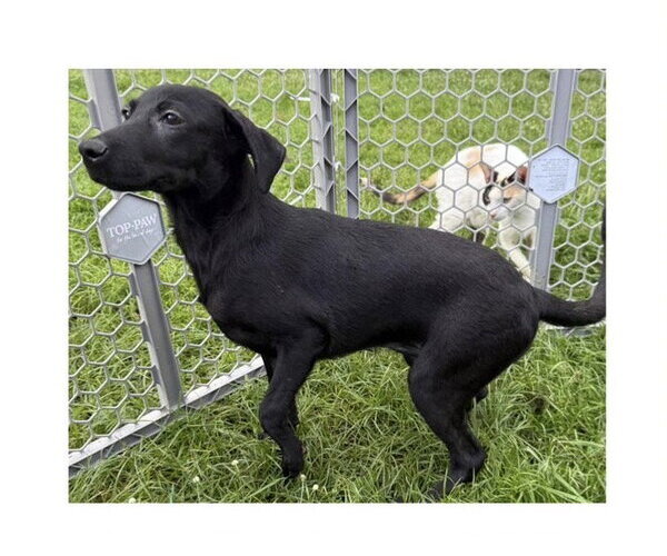 Medium Photo #1 Mutt Puppy For Sale in Virginia Beach, VA, USA