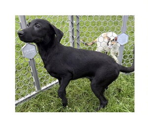 Mutt Dogs for adoption in Virginia Beach, VA, USA