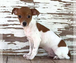 Jack-Rat Terrier Dogs for adoption in Rockaway, NJ, USA