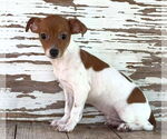 Small Jack-Rat Terrier