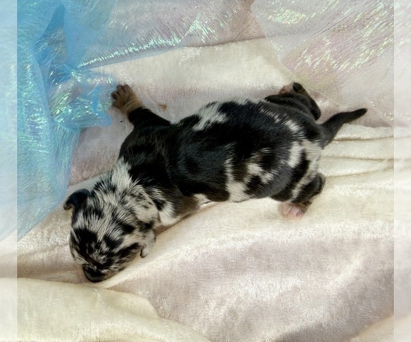 Medium Photo #5 Dachshund Puppy For Sale in CASSVILLE, MO, USA