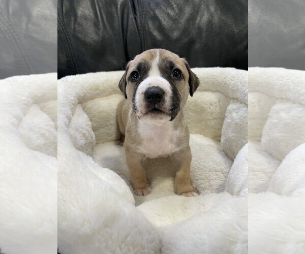 Medium Photo #20 Mutt Puppy For Sale in Derwood, MD, USA