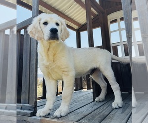 English Cream Golden Retriever Puppy for sale in AGUANGA, CA, USA