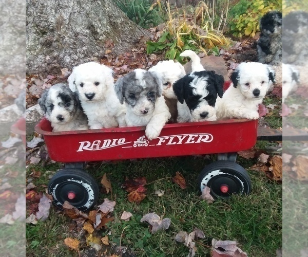 Medium Photo #1 Poodle (Miniature) Puppy For Sale in MILLERSBURG, PA, USA