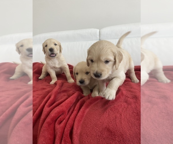 Medium Photo #1 Golden Retriever Puppy For Sale in MIAMI, FL, USA