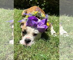 Small Photo #6 Bulldog-Unknown Mix Puppy For Sale in Redlands, CA, USA