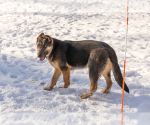 German Shepherd Dog Puppy for sale in GOSHEN, IN, USA
