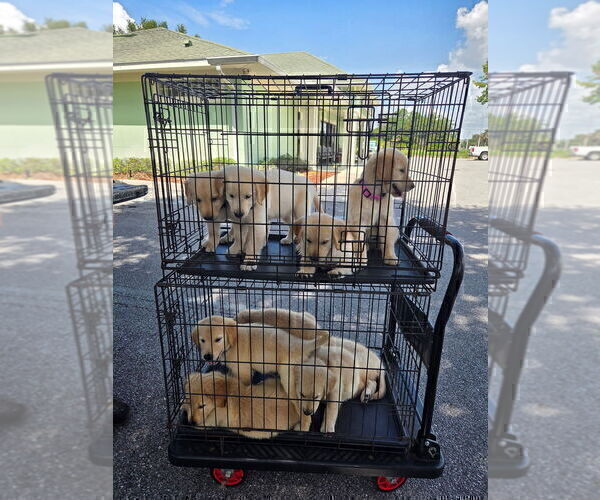 Medium Photo #2 Golden Retriever Puppy For Sale in PLANT CITY, FL, USA