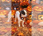 Small Photo #2 Jack Chi Puppy For Sale in Ball Ground, GA, USA
