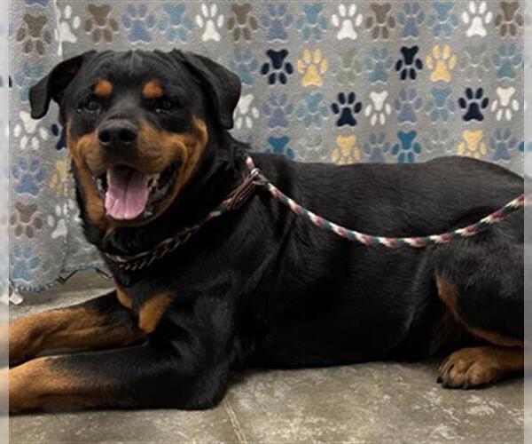 Medium Photo #1 Rottweiler Puppy For Sale in Rosenberg, TX, USA