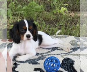 Cavalier King Charles Spaniel Puppy for sale in BROCK, TX, USA