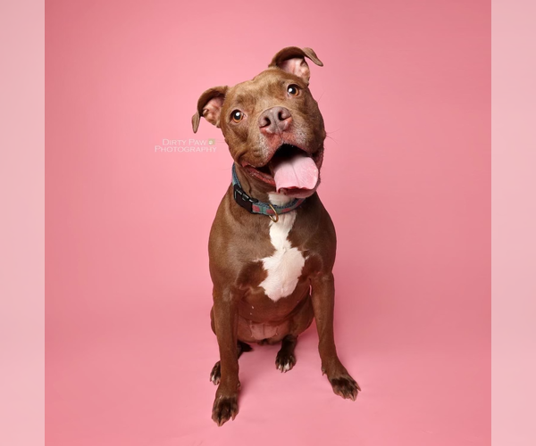 Medium Photo #4 American Pit Bull Terrier-Unknown Mix Puppy For Sale in Sykesville, MD, USA