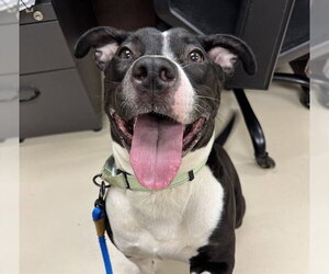 Mutt Dogs for adoption in Center Township, PA, USA