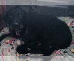 Small #3 Miniature Labradoodle
