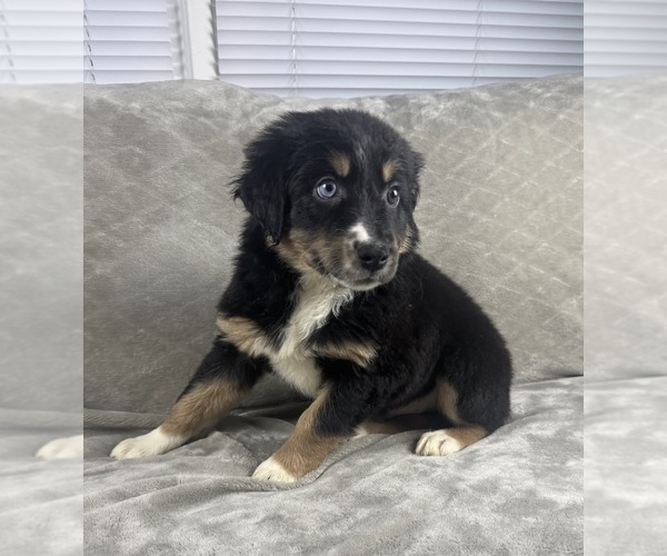Medium Photo #3 Australian Shepherd Puppy For Sale in SALISBURY, NC, USA