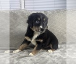 Small #2 Australian Shepherd