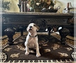 Small Photo #9 Boxer Puppy For Sale in MURRIETA, CA, USA