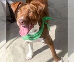Small #5 Beagle-Plott Hound Mix