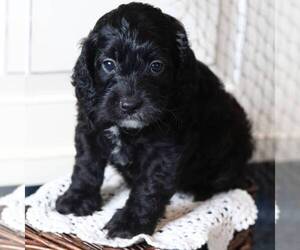 Cock-A-Poo Puppy for sale in NEW ENTRPRISE, PA, USA