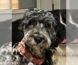 Bernadette - Female Bernese Mountain Dog-Unknown Mix Dog for Adoption - Photo #2