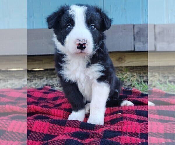Medium Photo #22 Border Collie Puppy For Sale in NORBORNE, MO, USA