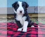 Small #21 Border Collie