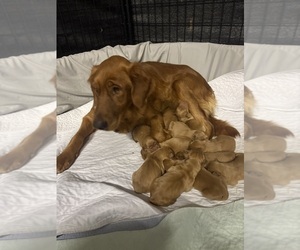 Mother of the Golden Retriever puppies born on 11/17/2025