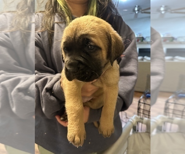 Medium Photo #22 Cane Corso-Saint Bernard Mix Puppy For Sale in LIVERMORE, CA, USA