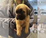Small Photo #22 Cane Corso-Saint Bernard Mix Puppy For Sale in LIVERMORE, CA, USA