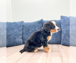 Small #2 Bernese Mountain Dog