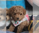 Puppy 3 Poodle (Toy)