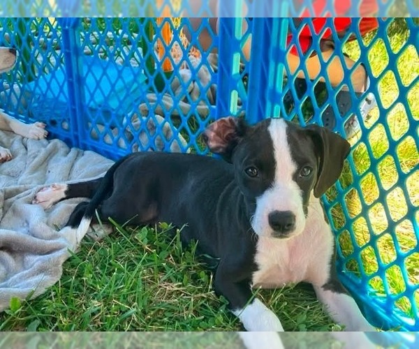 Medium Photo #2 Mutt Puppy For Sale in Wenonah, NJ, USA