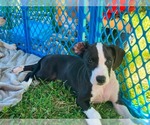 Small #1 Mutt