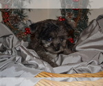Small #2 Chihuahua-Poodle (Toy) Mix